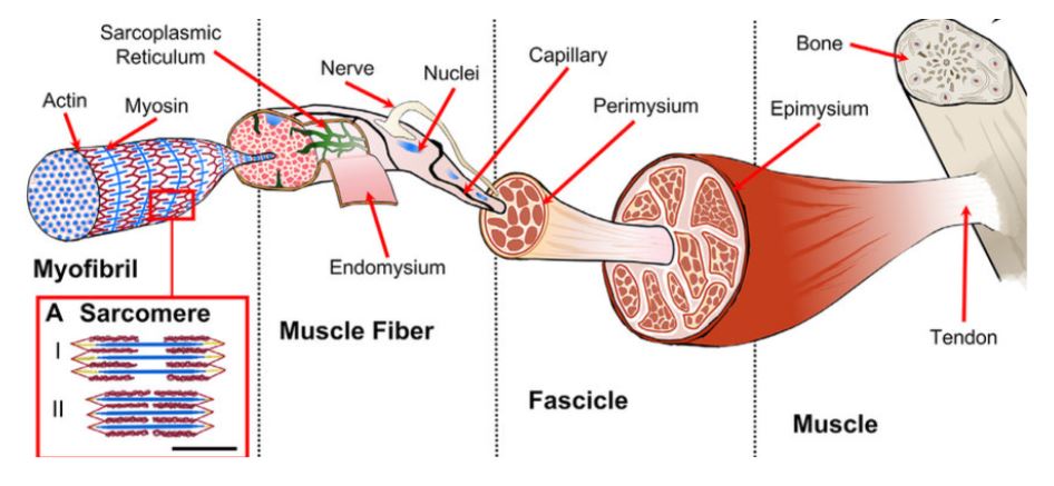 muscles anatomy