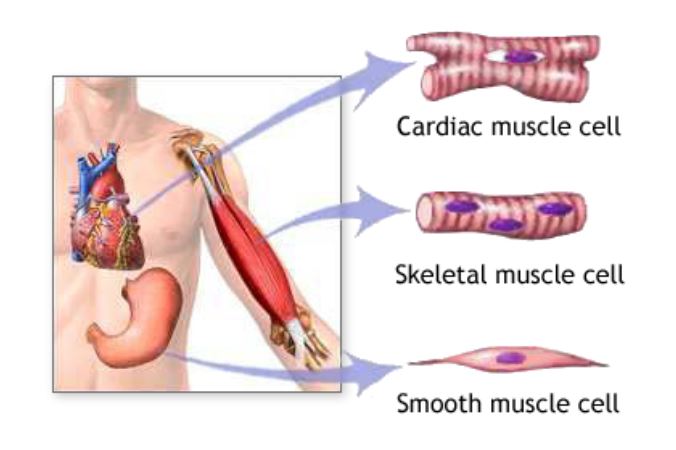 cardiac skeletal smooth