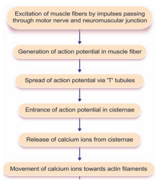contraction in muscles