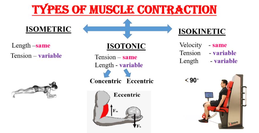 muscle contraction types