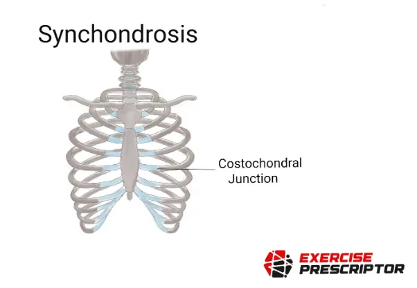 synchondrosis - types of joints