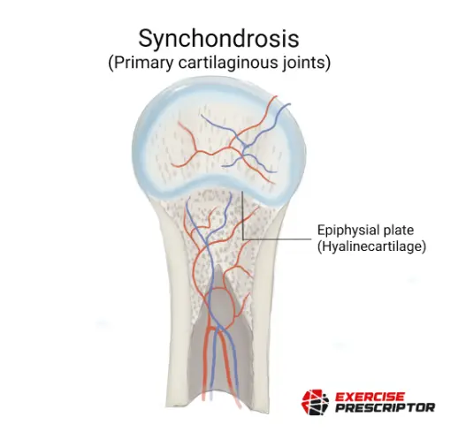 synchondrosis