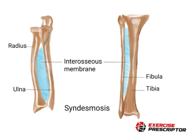 syndesmosis