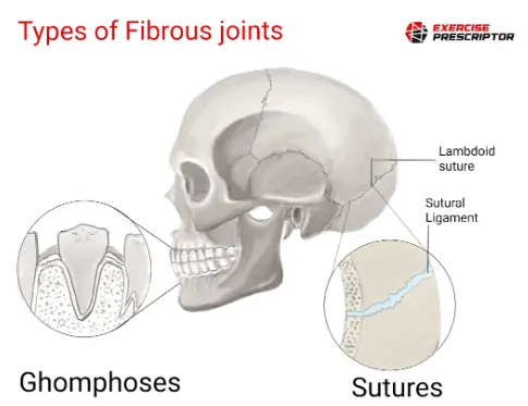 types of fibrous joints