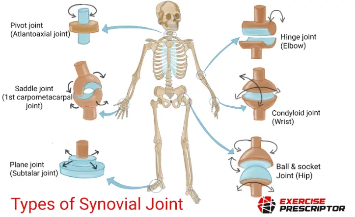 types of synovial joint