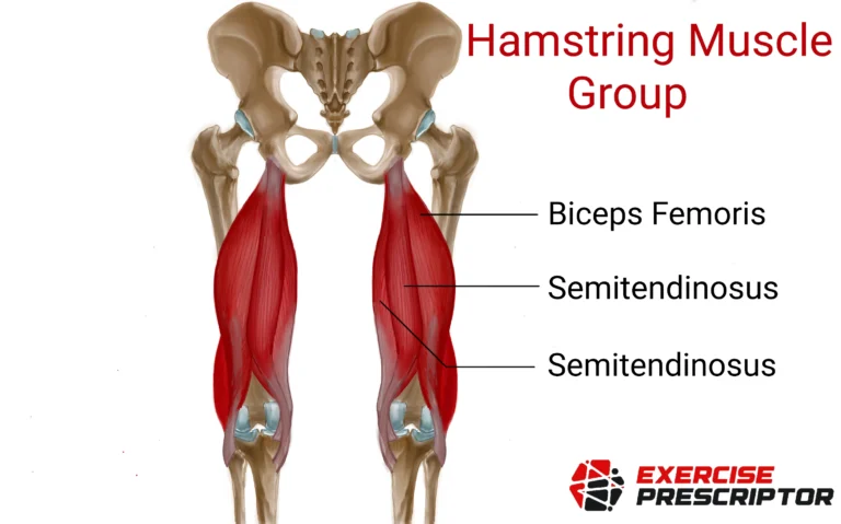 hamstring muscle group