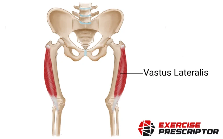 quads muscle vastus lateralis
