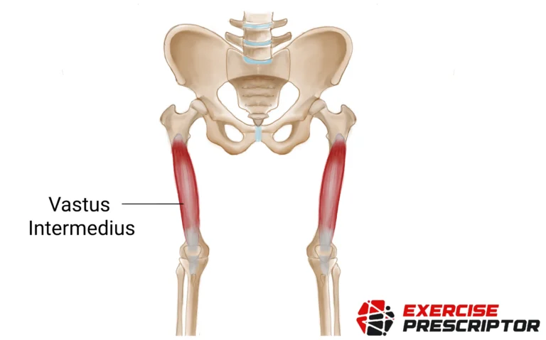 quads vastus intermedius
