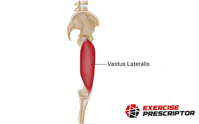 vastus lateralis