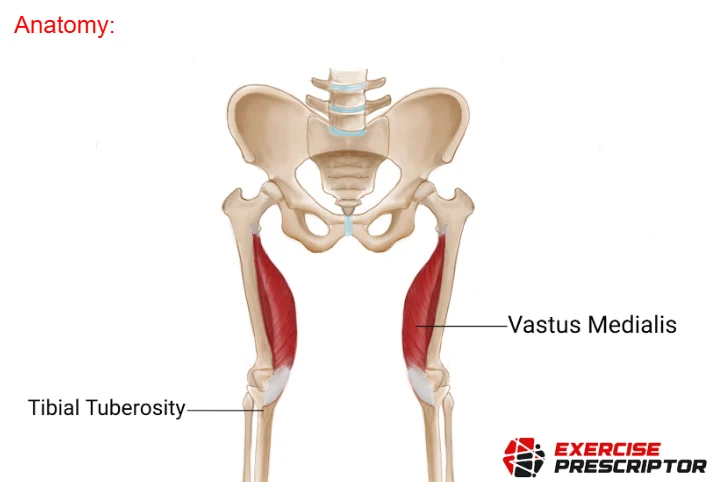 vastus medialis
