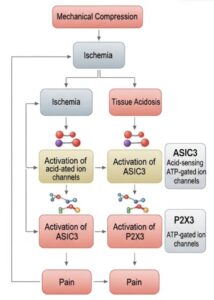 activation of pain channels