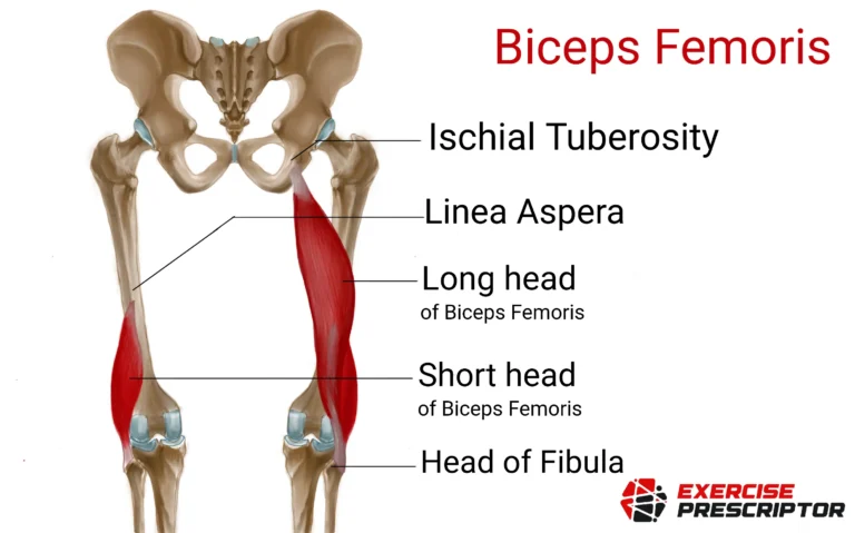biceps femoris