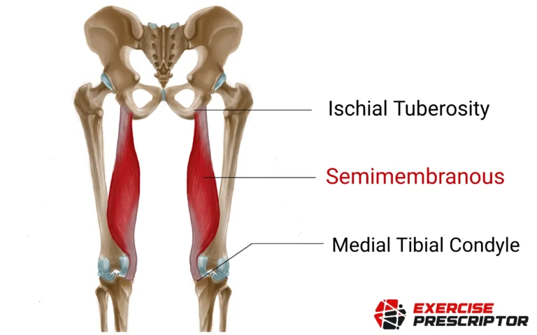 semimembranosus muscle