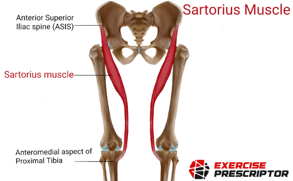 sartorius muscles anatomy